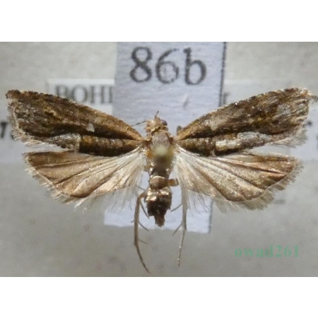 Rhopobota naevana (Hübner, 1817) Czech86b
